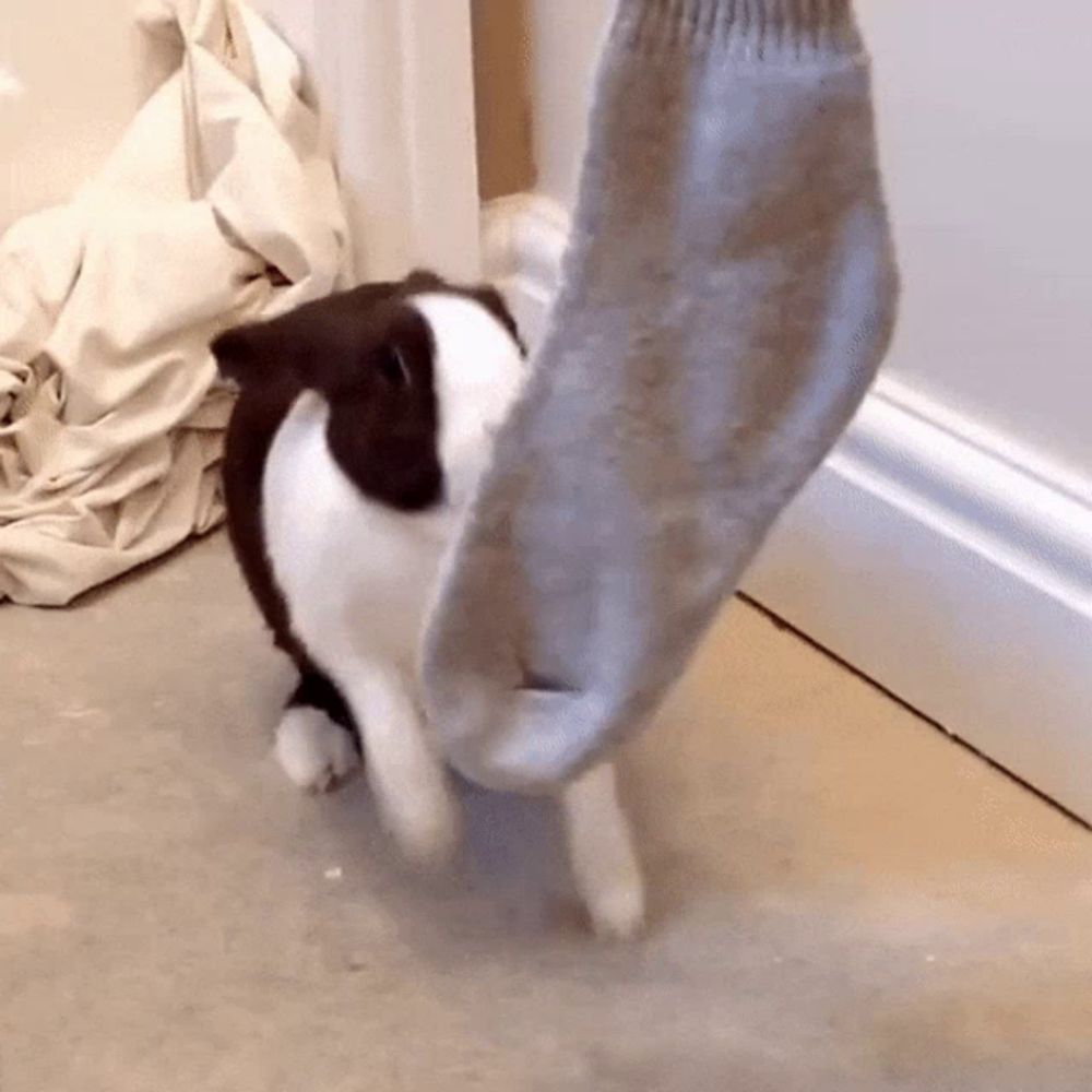 a black and white dog is playing with a gray sock