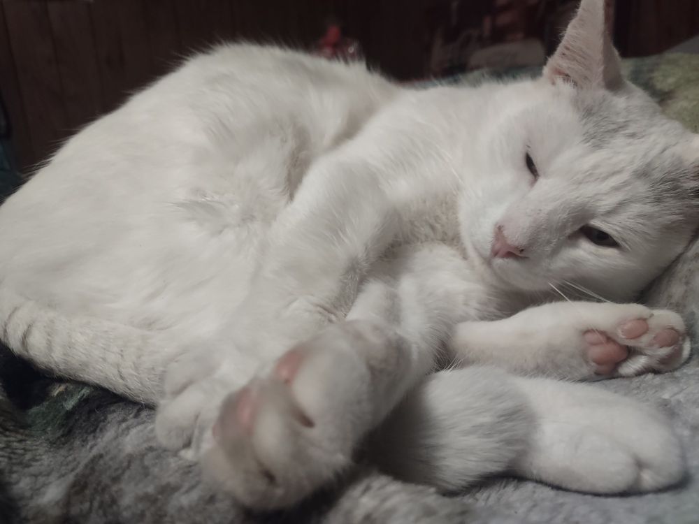 Snowy folding himself comfortably in bed. He lays on my white tiger blanket. His hind paw is near the camera. He looks at the viewer with sleepy eyes.