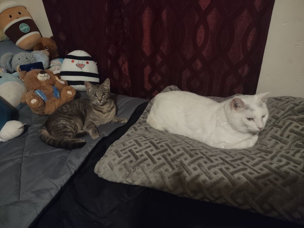 Pip, a small grey and black striped tabby kitten (left) and Snowy, my almost pure white cat (right) share my sisters bed as a cozy resting spot. Pip is alert and looking at the camera. Snowy is loafed and looking away.