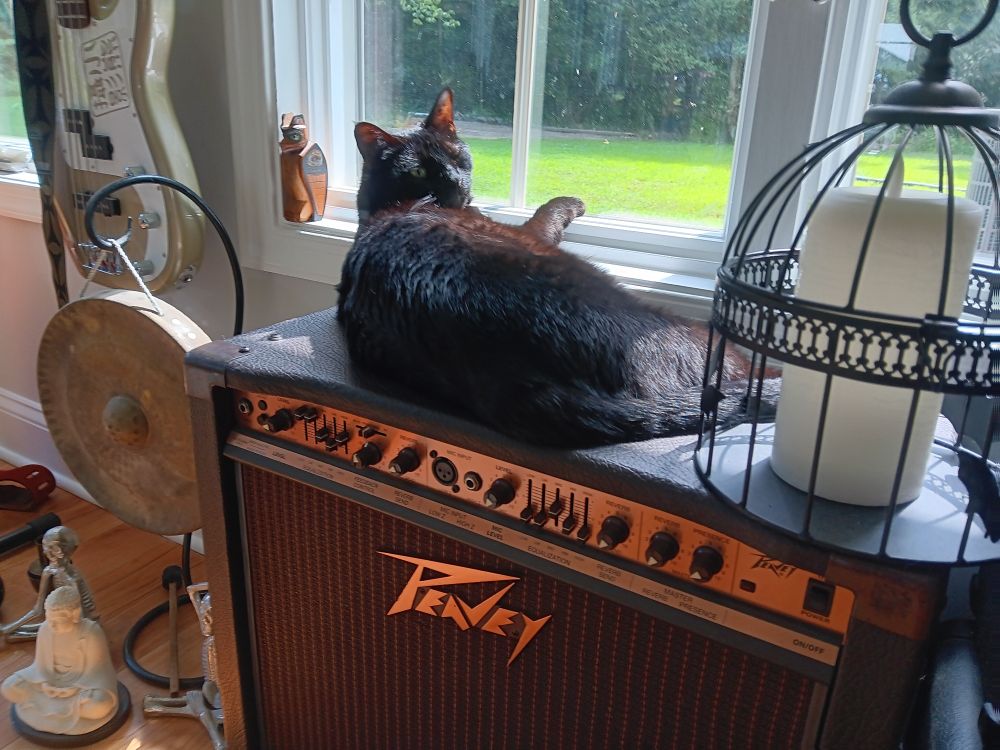 Mystery, one of our black cats, lying atop a Peavey Ecoustic 112 guitar amplifier