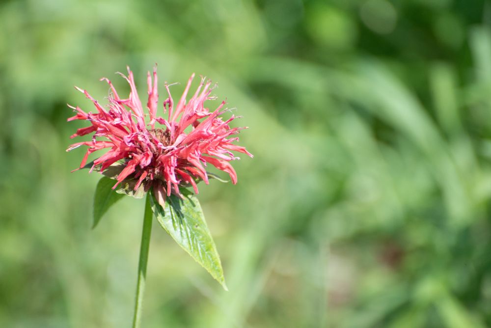 A scarlet bee balm flower is isolated in a field of green. 