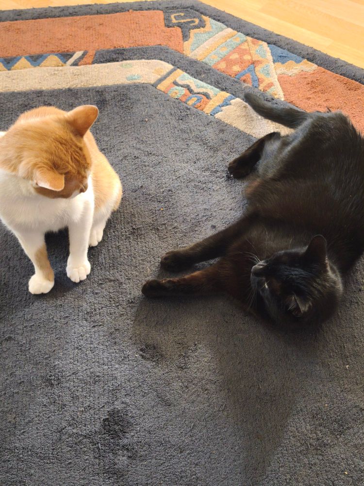 Zwei Katzen, eine rot-weiß, eine schwarz, liegen und sitzen auf dem Boden und machen mal kurz Verschnaufpause 