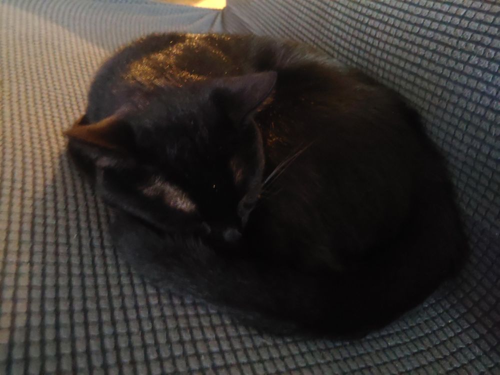 Black cat (Tiny Tot) curled up on the couch, sleeping.