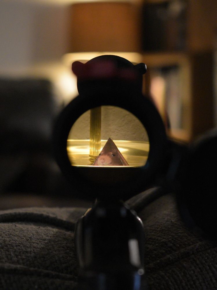 Image of a pyramid shaped rat set on top of a golden coloured metal surface, as seen through the scope of a rifle. The surroundings are mostly blurred.
