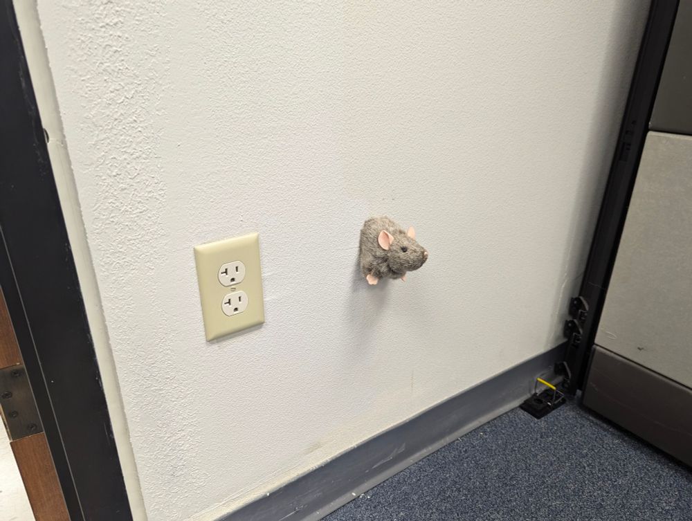 A picture of an office wall. Half of a toy rat has been affixed to the wall such that it appears to be emerging from said wall. On the left is a power outlet at the same height as the rat, further left is the corner of a door, and on the right is the corner of a cubicle divider.