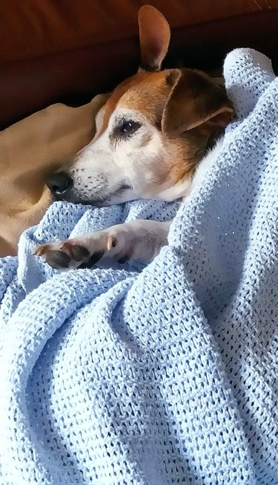 My dog Matti - Jack Russell Terrier - laying on a beige cushion on the couch. A baby blue blanket is covering her. She is opening her eyes, side eyeing the camera.