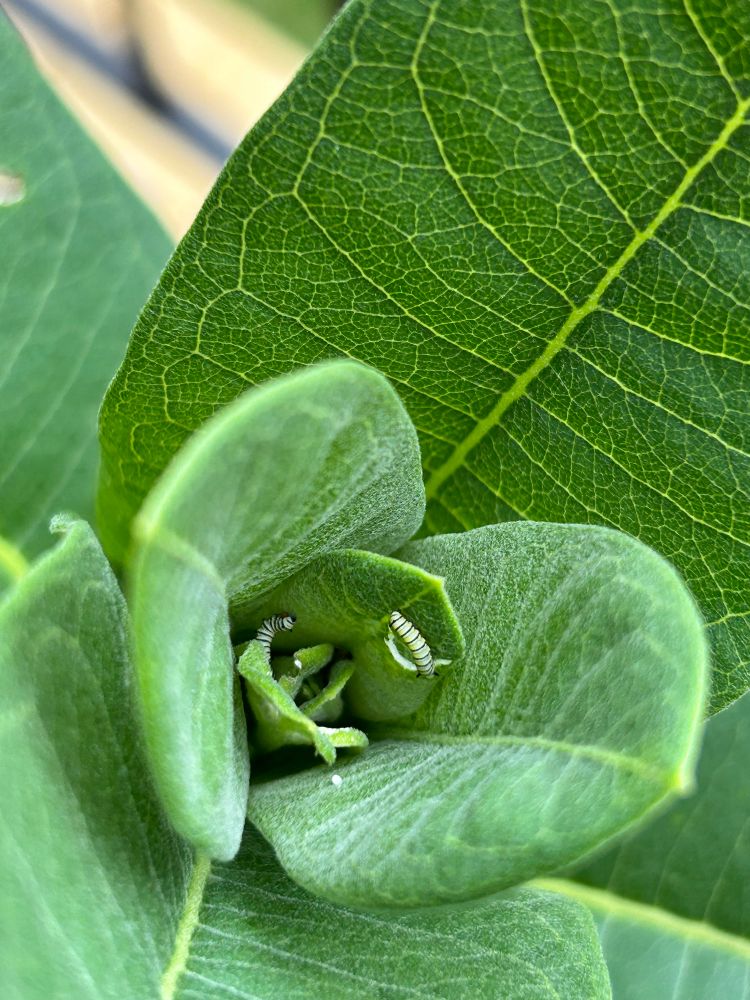 Two monarch caterpillars on a common milkweed plant