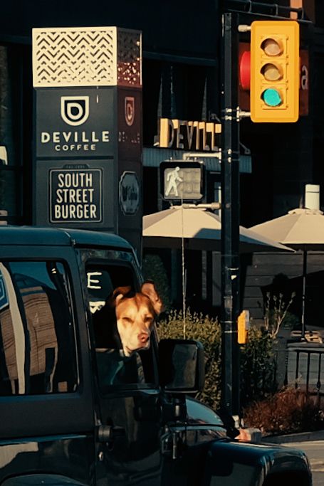 Dog looks out of car, aware of gorgeous morning light, perhaps. 