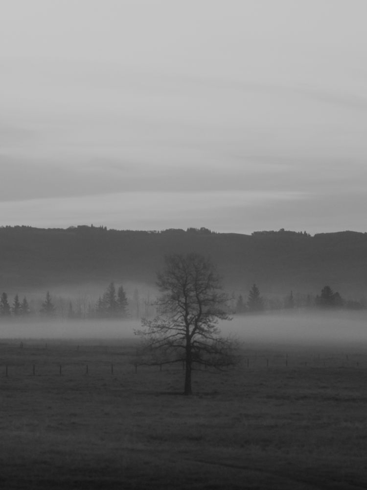 Tree in fog. Black and white