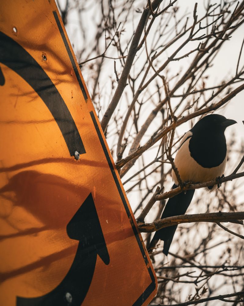 A magpie sits near a roundabout sign, casting a shadow on it. 