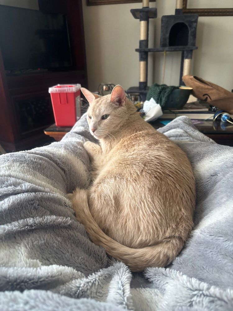 Freddie, stretched out on his humans lap, awake and annoyed about it 