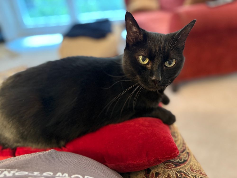 Black cat laying on a red pillow on my lap and arm of my chair