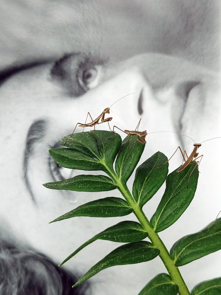 three baby mantises on a plant with a black and white photograph of a woman's face in the background