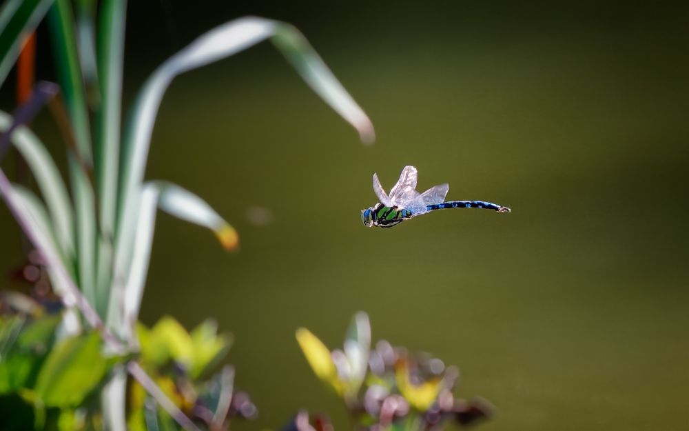 A large blue and black dragonfly shot mid-flight over a khaki coloured out-of-focus pond. Nikon Z8 | 105 mm (cropped) | f4.5 | 1/2000s | ISO 1250