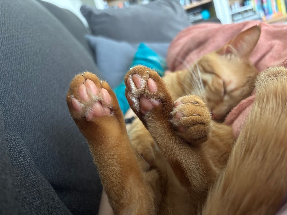 Kleiner roter Kater Samy und seine schönen rosa Toebeans 