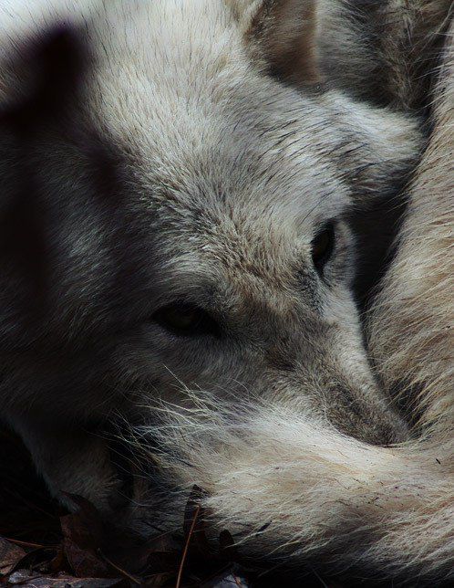 Picture of a white wolf curled up