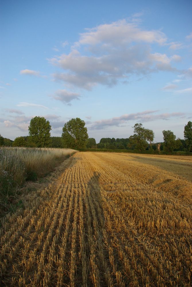 Harvested field. Shadow of the photographer projected on the field by the low sun. Blue sky and grey and white clouds.