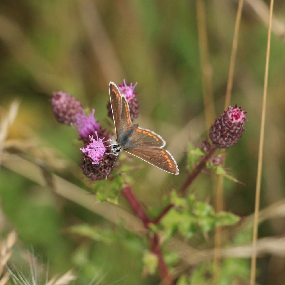 Brown Argus butterfly, perched on a thistle, feeding. Brown wings, orange spots.