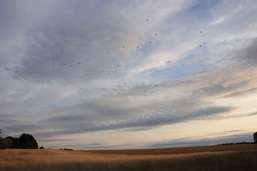 Harvested wheat field. Blue sky, grey and white clouds and a herd of birds.