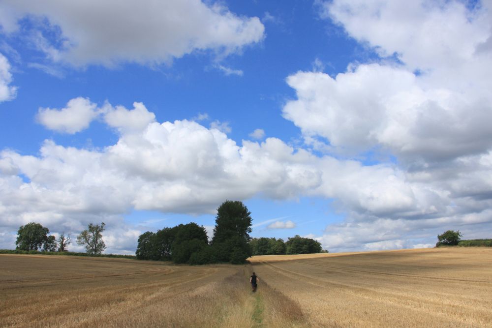 Harvested wheat field. Blue sky anr clouds overhead. Trees and figure with dogs in the distance.