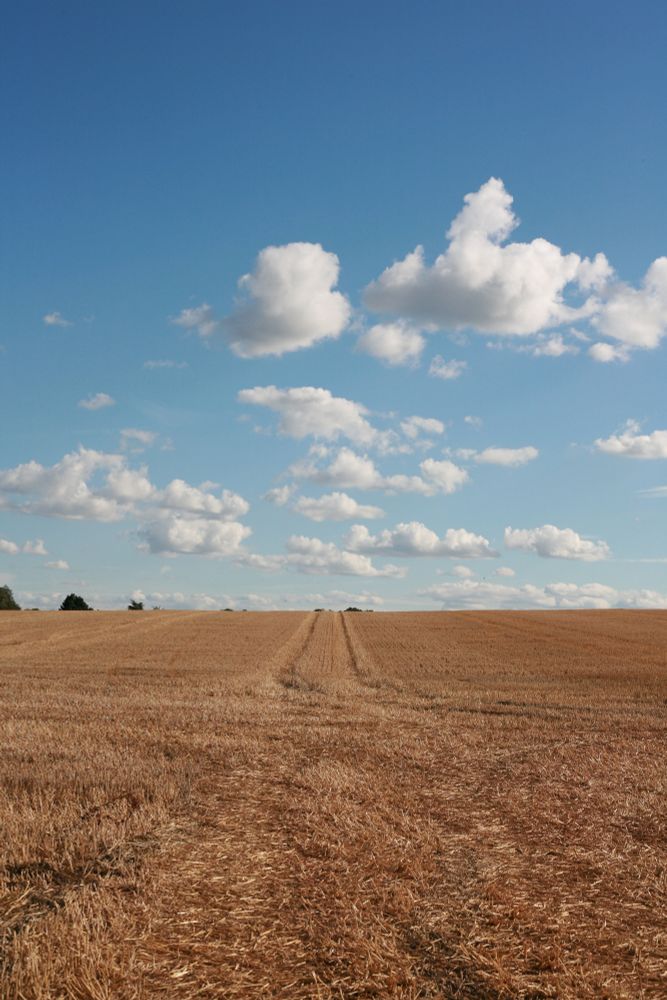 Bare field, with blue sky and white fluffy clouds.