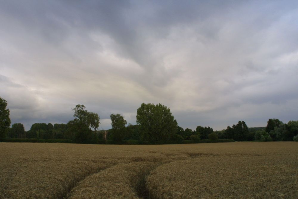 Wheat field woth curved tractor lines. Grey sky above.