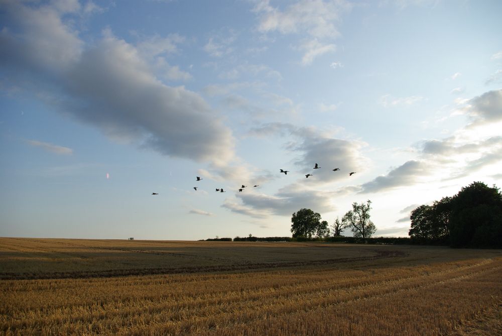 Flock of geese flying over the harvested field. Trees to the right. Blue sky and clouds overhead.