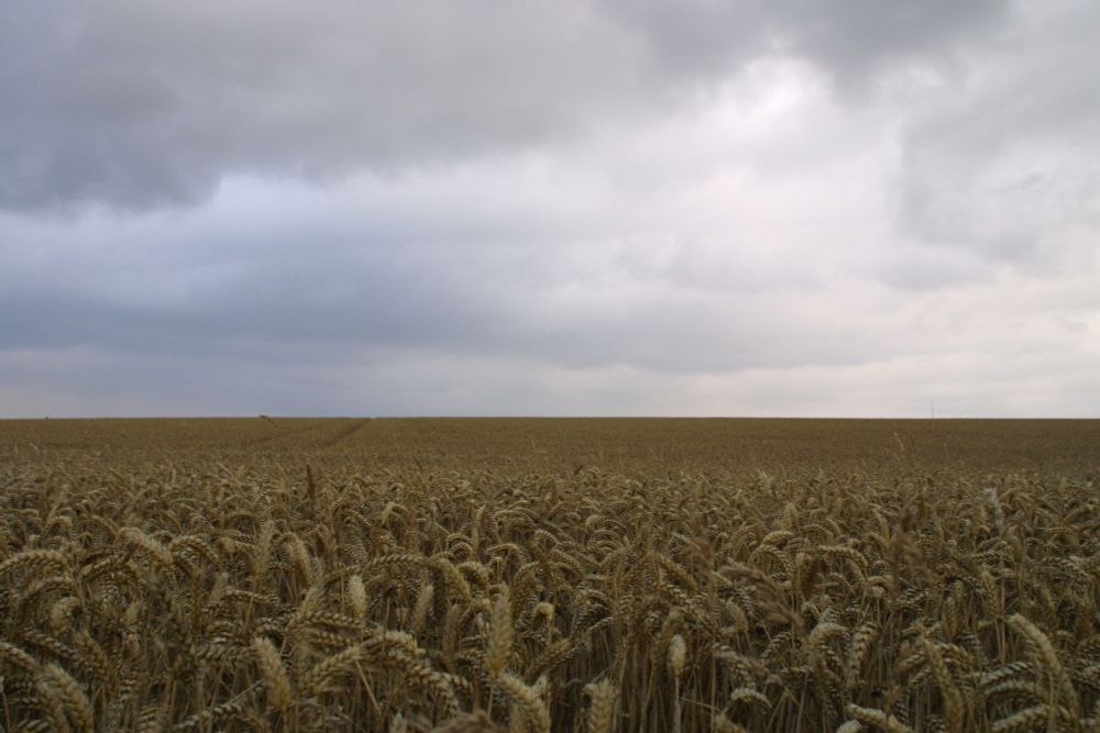 Wheat field with grey clouds overhead.