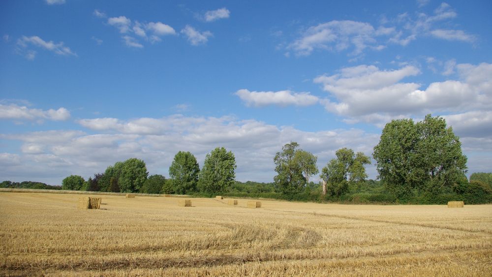 Harvested field, with big bricks of straw. Green trees and blue sky with white clouds in the background.