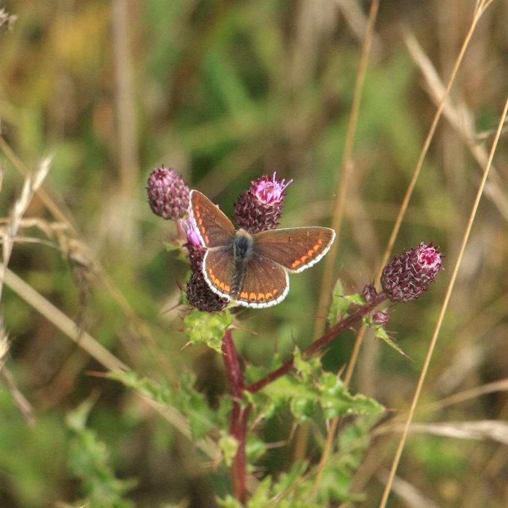 Brown Argus butterfly, perched on a thistle. Brown wings, orange spots.