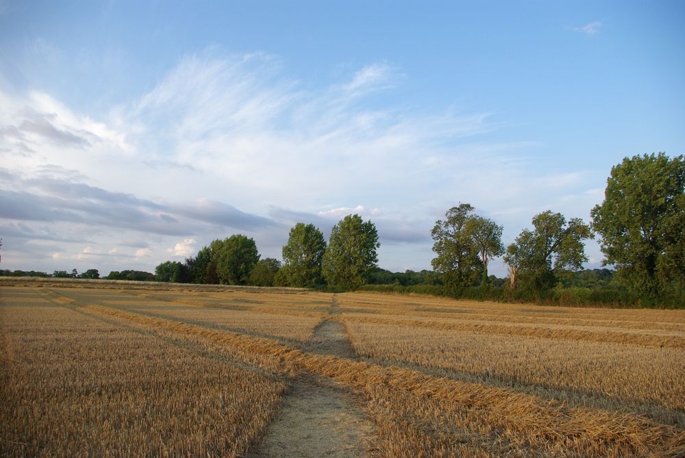 Harvested field, with drying straw in diagonal rows covering the path. Green trees, blue sky and white clouds.