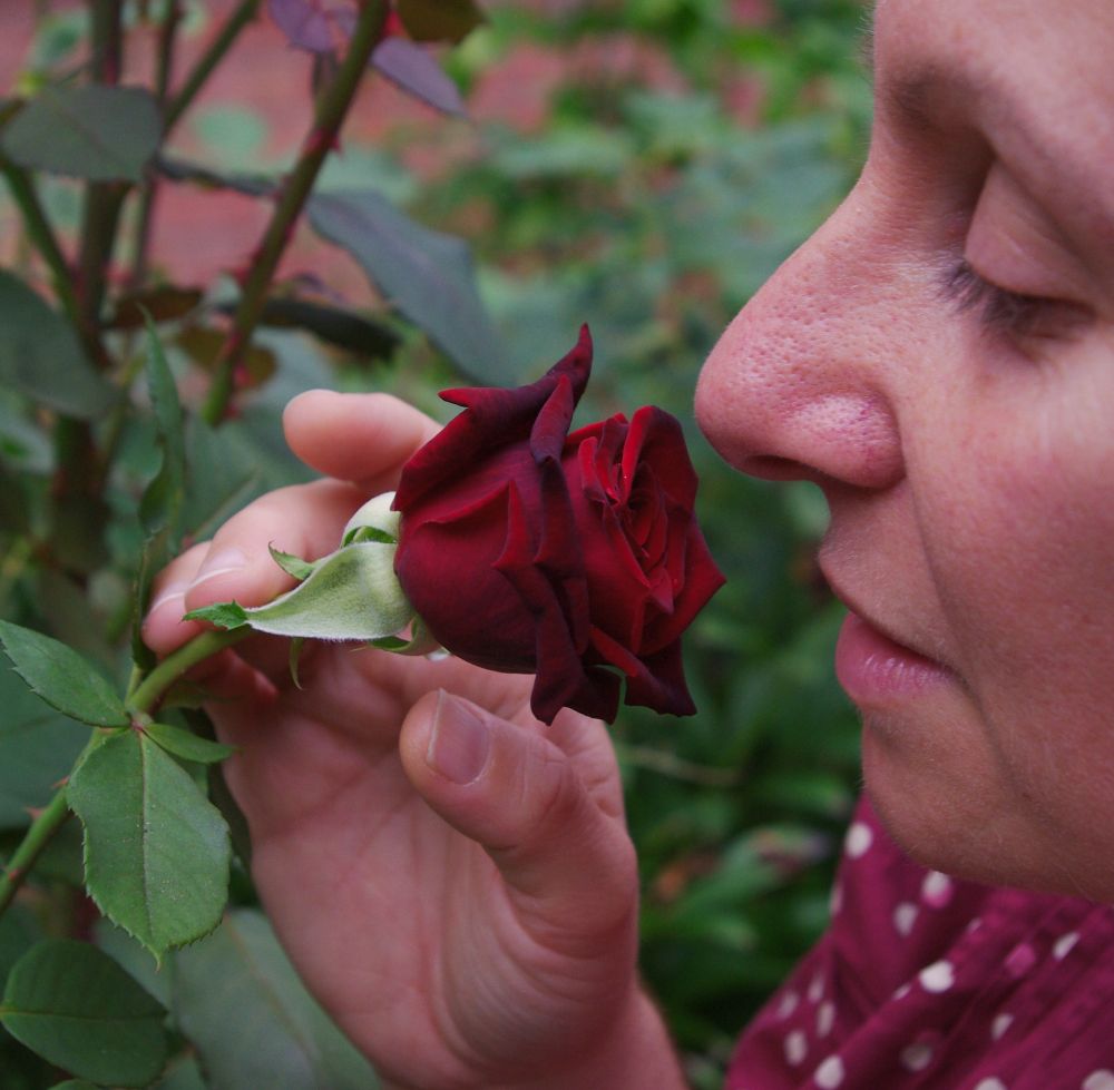 Dark red rose in the hand of a tolerant obstetrician. Rose turned towards her nose.