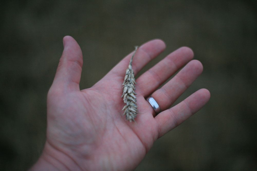 Ear of wheat in the photographer's hand.
