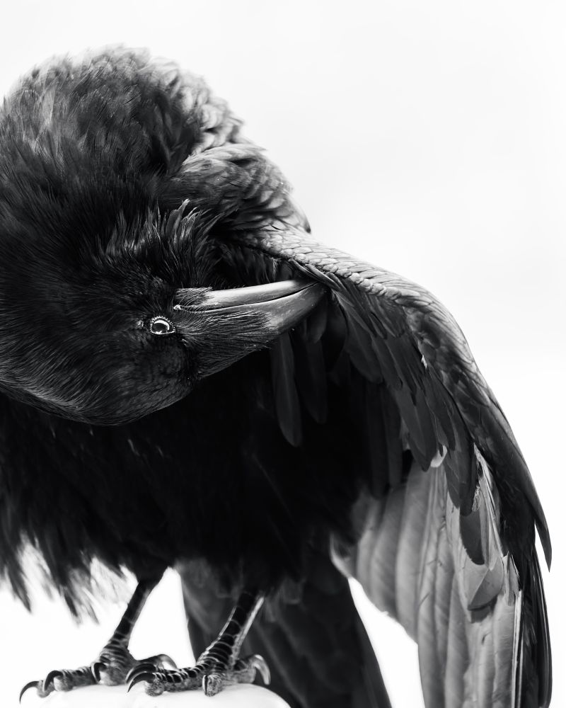Raven grooming itself with wing outstretched in black in white 