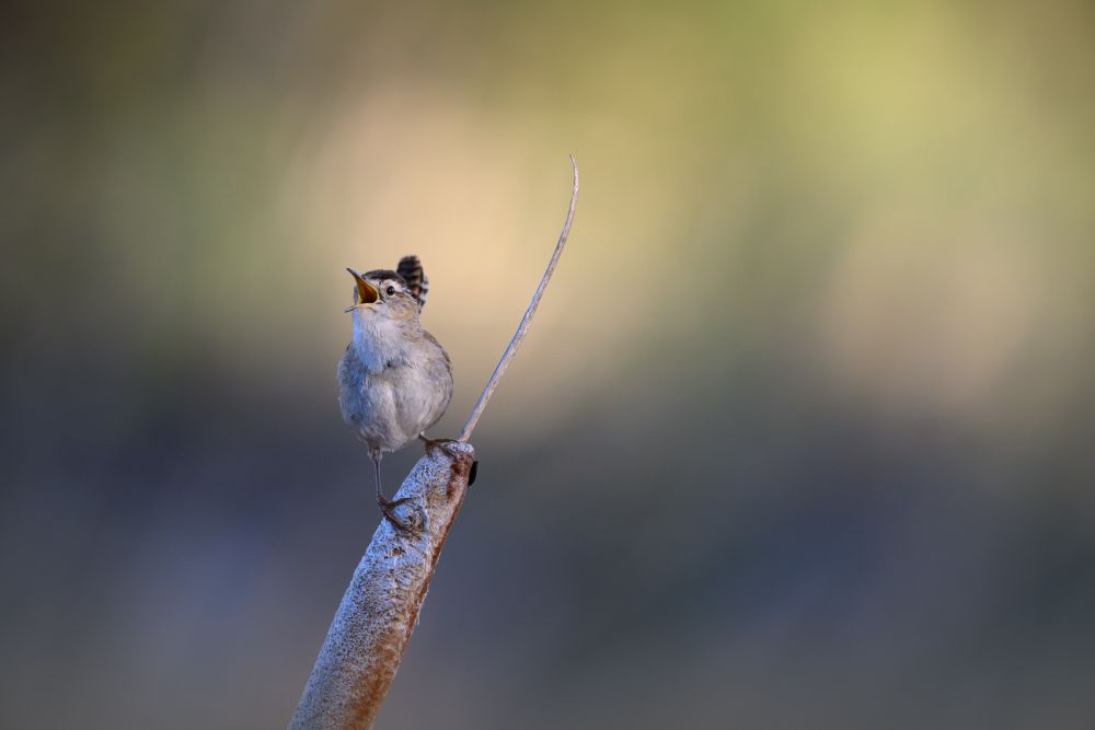 Marsh Wren singing in the reeds with sunlight bokeh behind