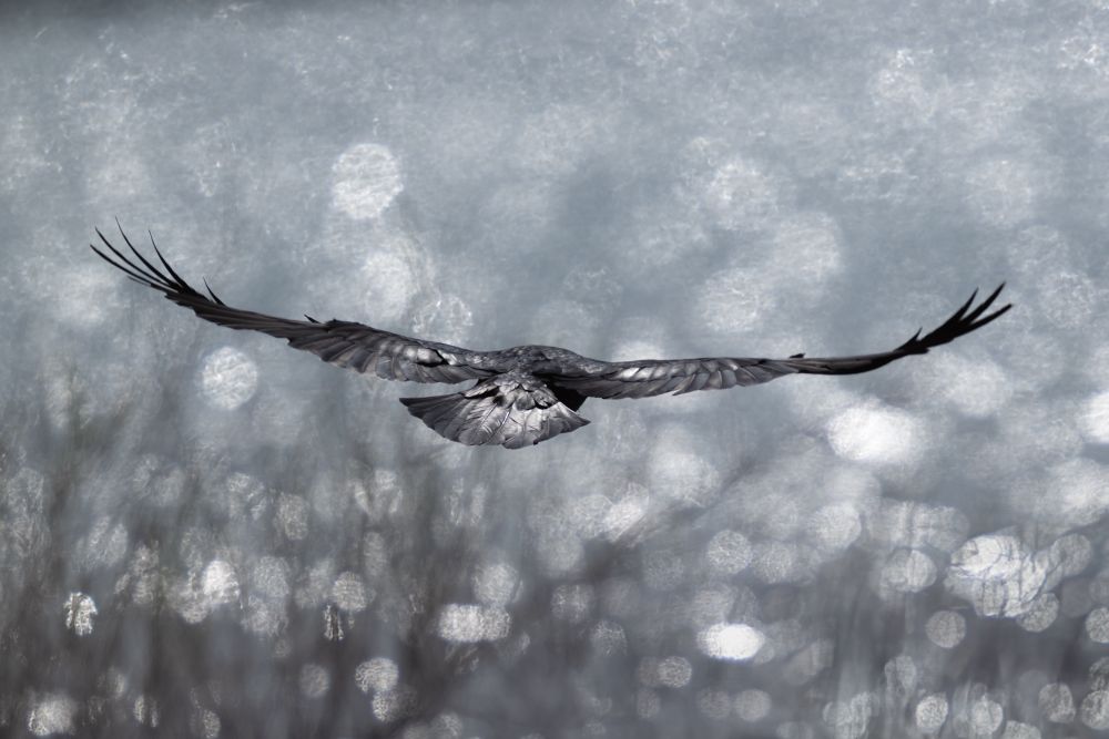 Raven flying away from the viewer with the bokeh of a lake sparkling behind