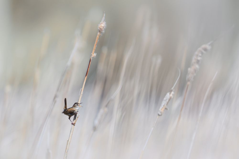 The tiny Marsh Wren, small in the frame to give an idea of its size as it sings amongst rushes on a lakeshore in Alberta