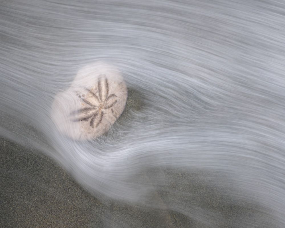 A Sand Dollar caught in the incoming tide