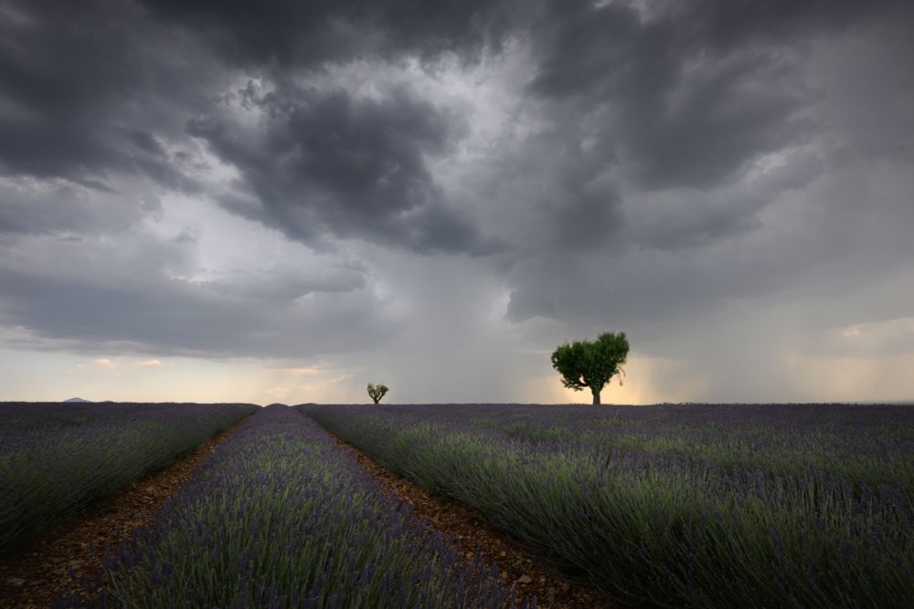 stormy skies above a heart shaped tree in the lavender fields of Provence