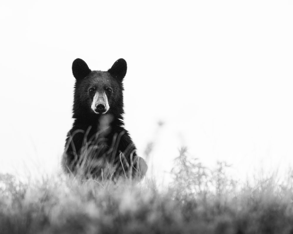 Black and white image of bear cub raising up onto its hind legs to look at the viewer over a bank of long grasses