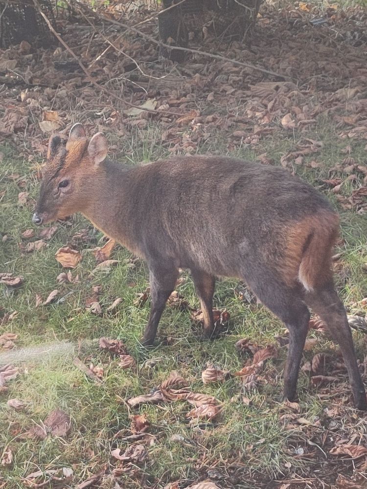 A red-brown muntjac deer standing on grass and fallen brown leaves