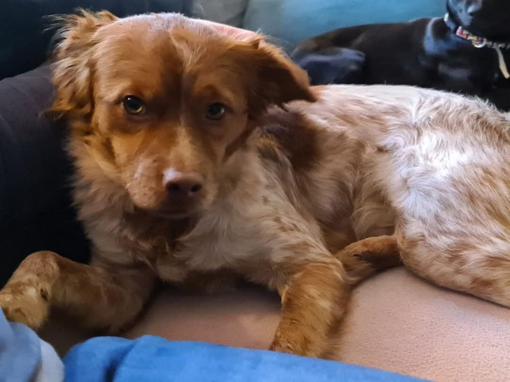 Unser Hund Leon an dem Tag, als wir ihn kennengelernt haben.