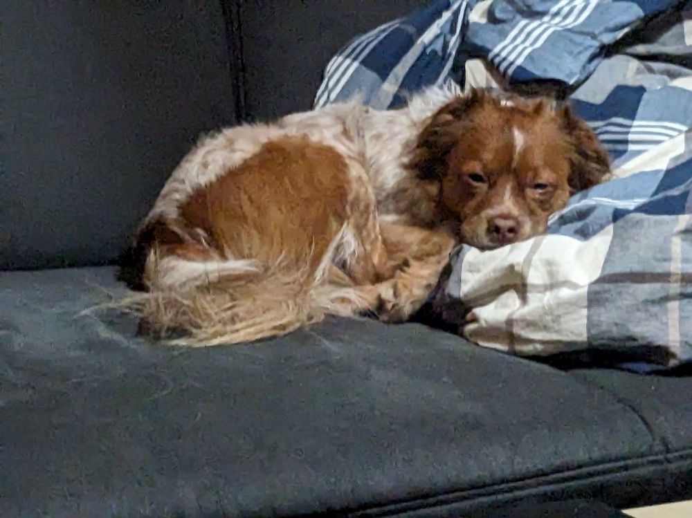 Unser Hund Leon liegt mit schläfrigem Blick und halb geschlossenen Augen auf einem Sofa, sein Kopf ruft auf einer zusammengelegten Bettdecke.