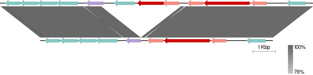 An Easyfig comparison of two DNA sequences showing that the sequence at the top has an additional three genes in the middle of the view that are missing from the bottom sequence. The regions either side are almost identical.