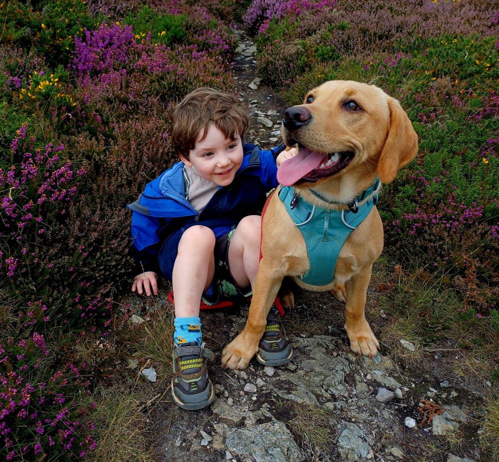 Mr4 and Pip Labrador puppy sitting in the heather