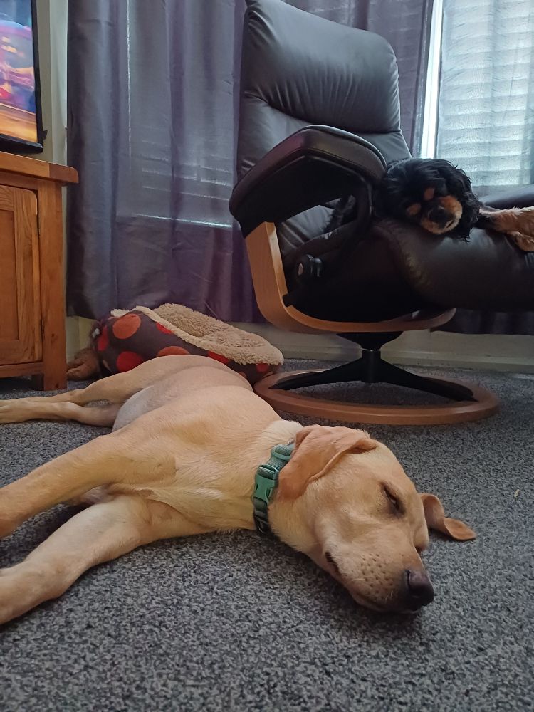 Pip the yellow Labrador puppy asleep on a grey carpet. She is wearing a green collar. Behind her is a brown leather armchair on which Toby the black and tan Cavalier King Charles is also asleep 