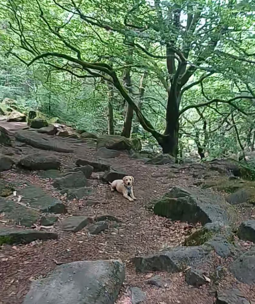 Pip the Labrador puppy posing for a photo in Padley Gorge. She is lying on leaf mulch among large broken rocks. On the background are trees on a downward slope onto the gorge 