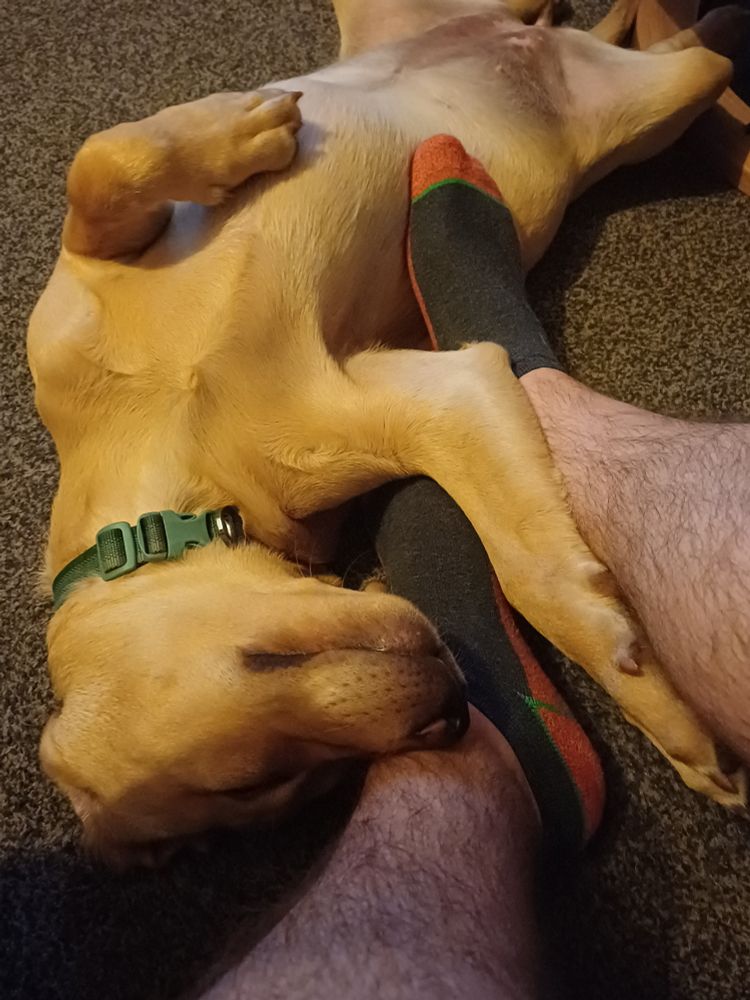 Labrador puppy Pip is asleep on her back with her nose resting on my left ankle. One front leg is resting on my left foot and under my right leg. 