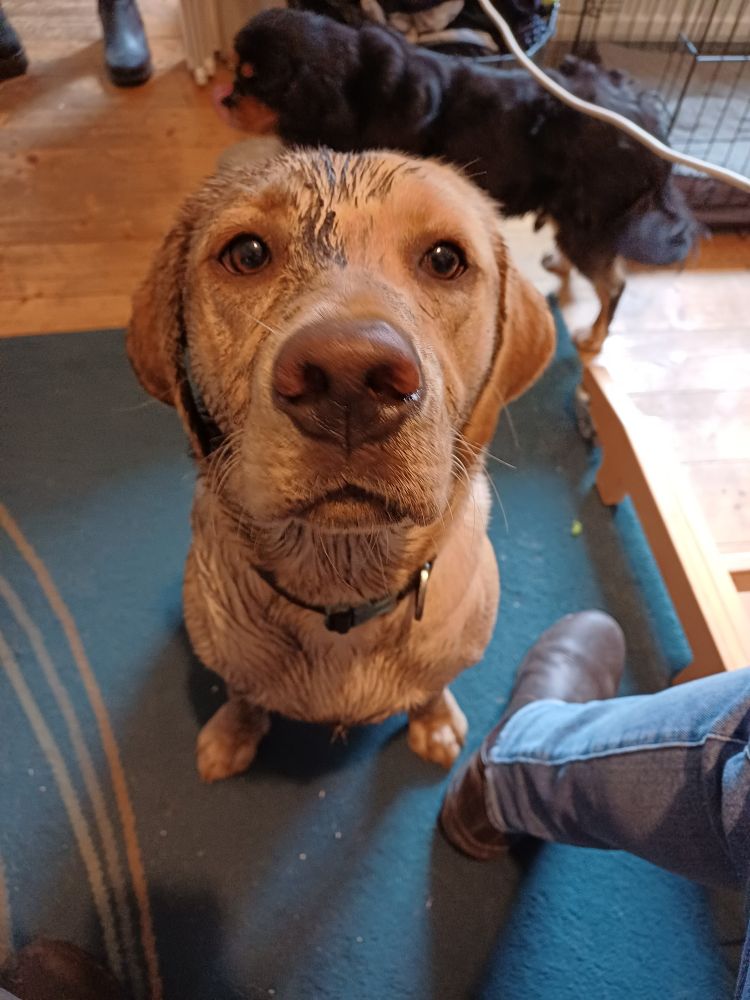 A close up photo of a very dirty Labrador puppy's face. She is a 7 month old yellow lab - although covered in mud so her coat looks darker