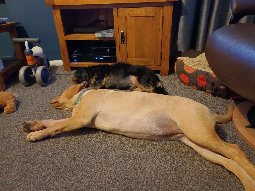 Pip the Labrador puppy and Toby the cavalier king Charles spaniel asleep on the floor together